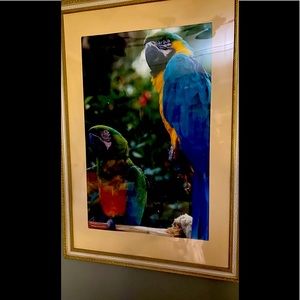 Photograph of parrot